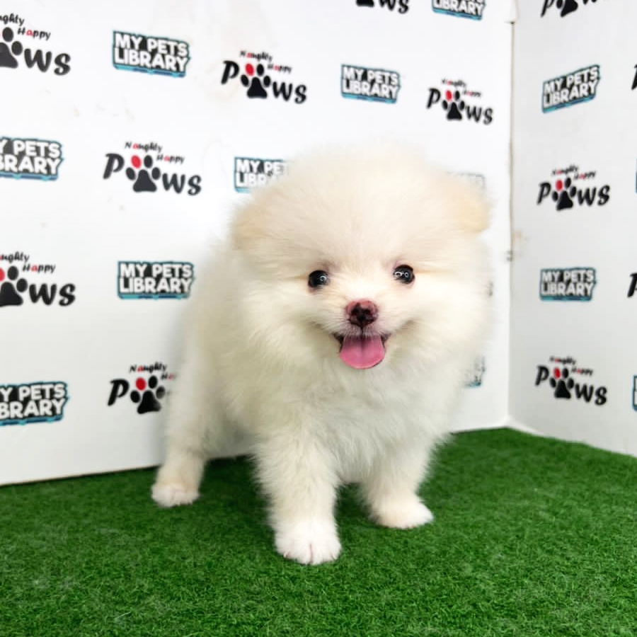 Pomeranian Puppy (Female) For Sale