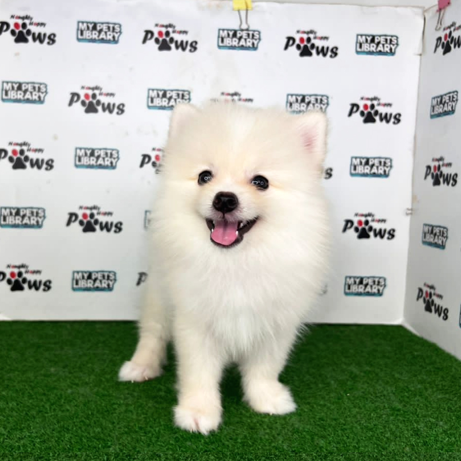 Pomeranian Puppy (Female) For Sale