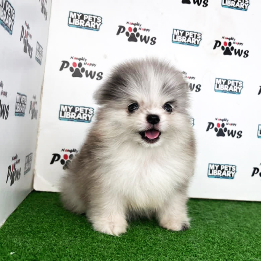 Pomeranian Puppy (Female) For Sale
