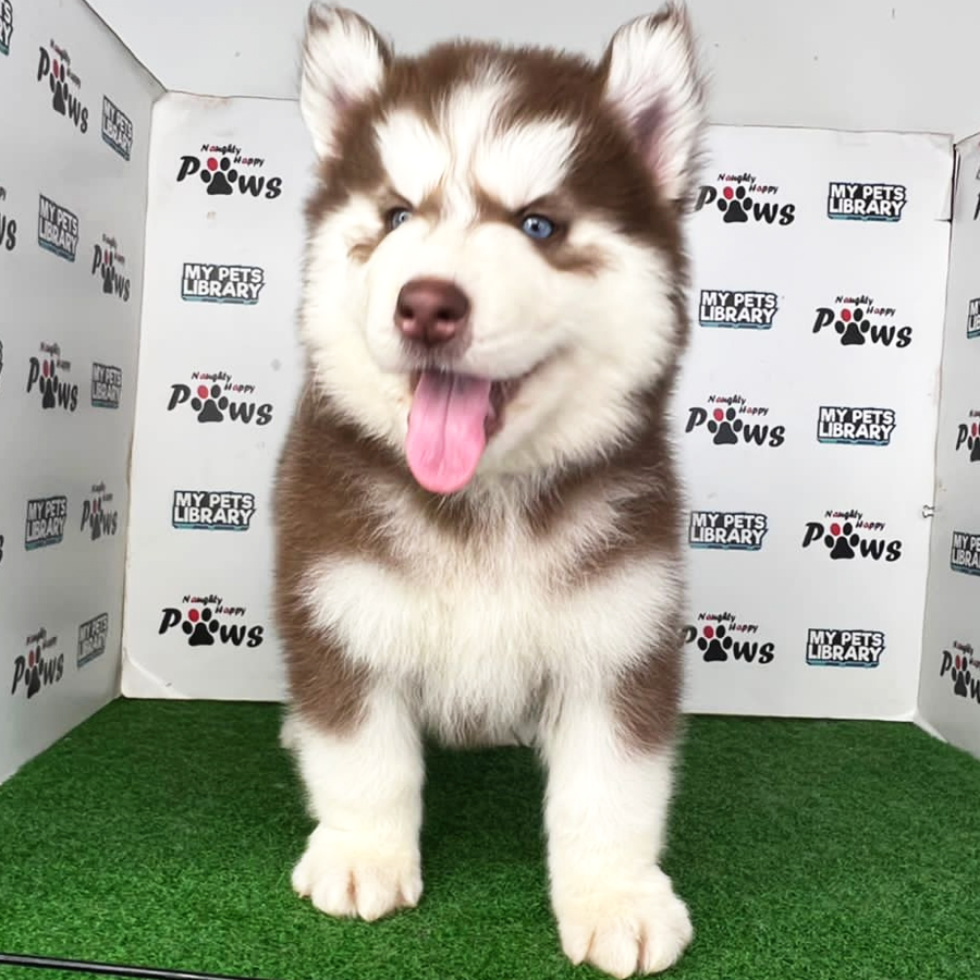 Wooly Husky Puppy (Male) For Sale