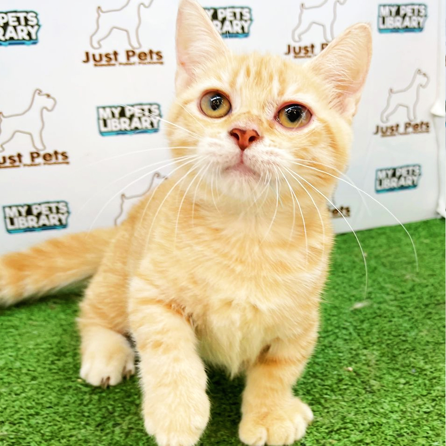 Munchkin Kitten (Male) For Sale