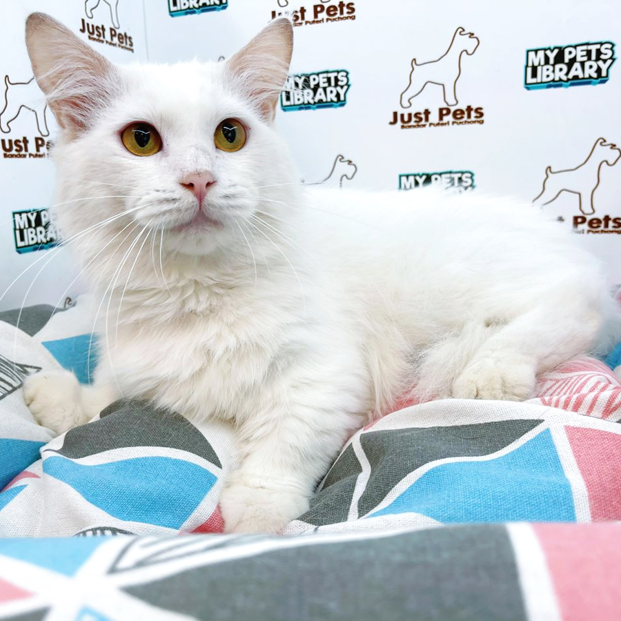 Munchkin Kitten (Male) For Sale