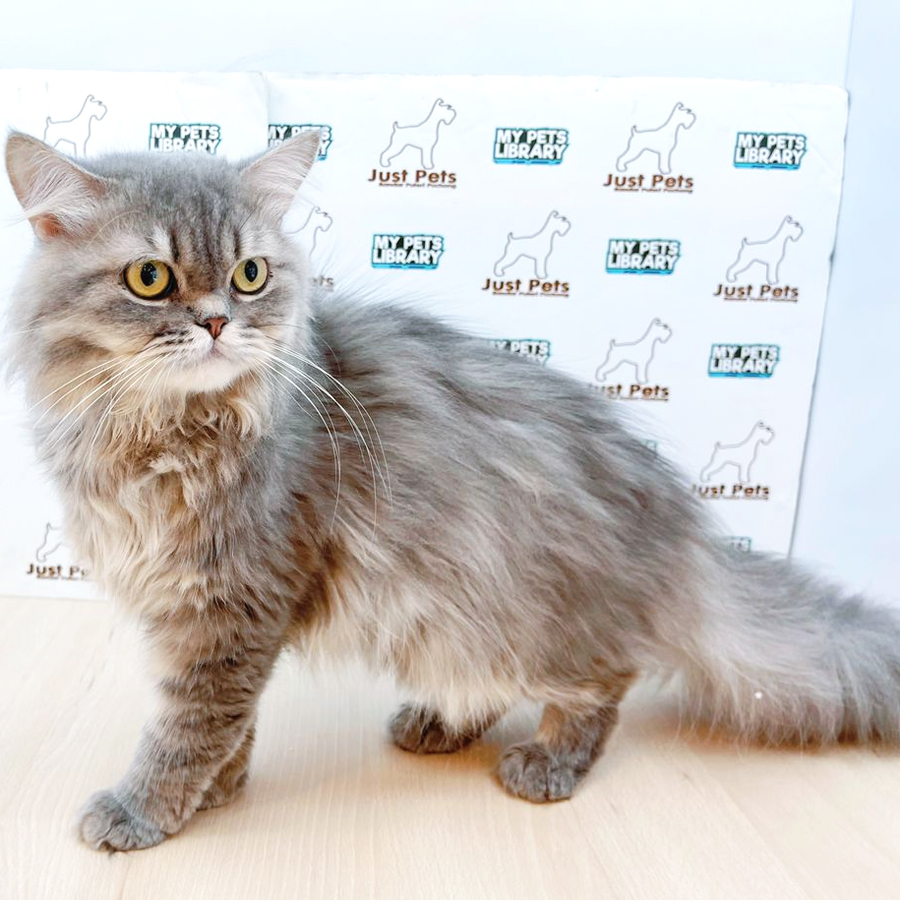 British Longhair Kitten (Male) For Sale