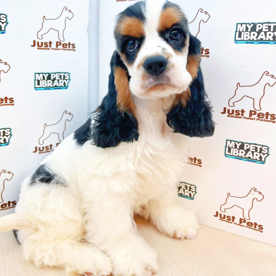 China Imported American Cocker Spaniel Puppy (Male) For Sale