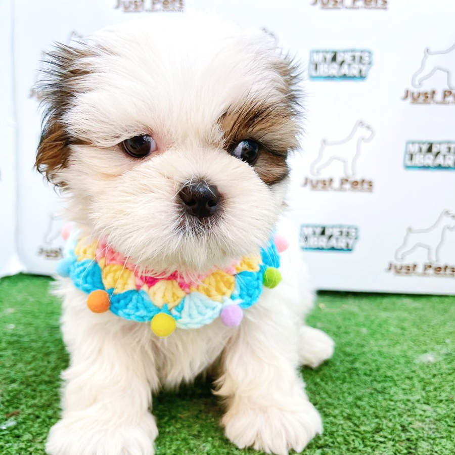 Shih Tzu Puppy (Male) For Sale