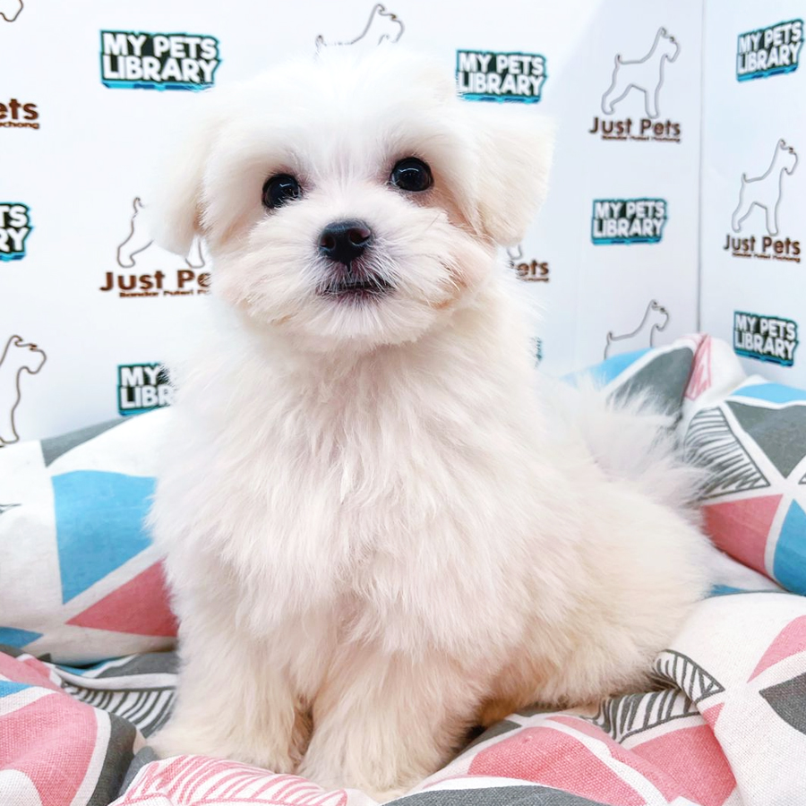 MKA Maltese Puppy (Male) For Sale