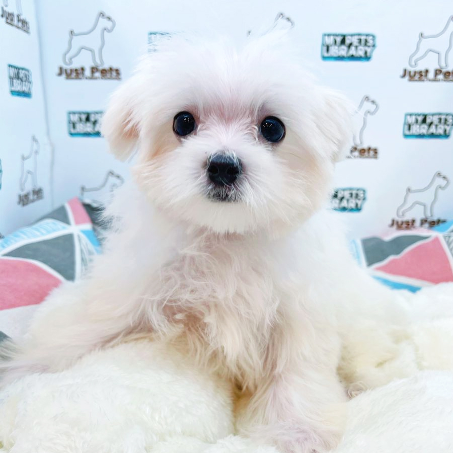 Taiwan Imported Maltese Puppy (Male) For Sale