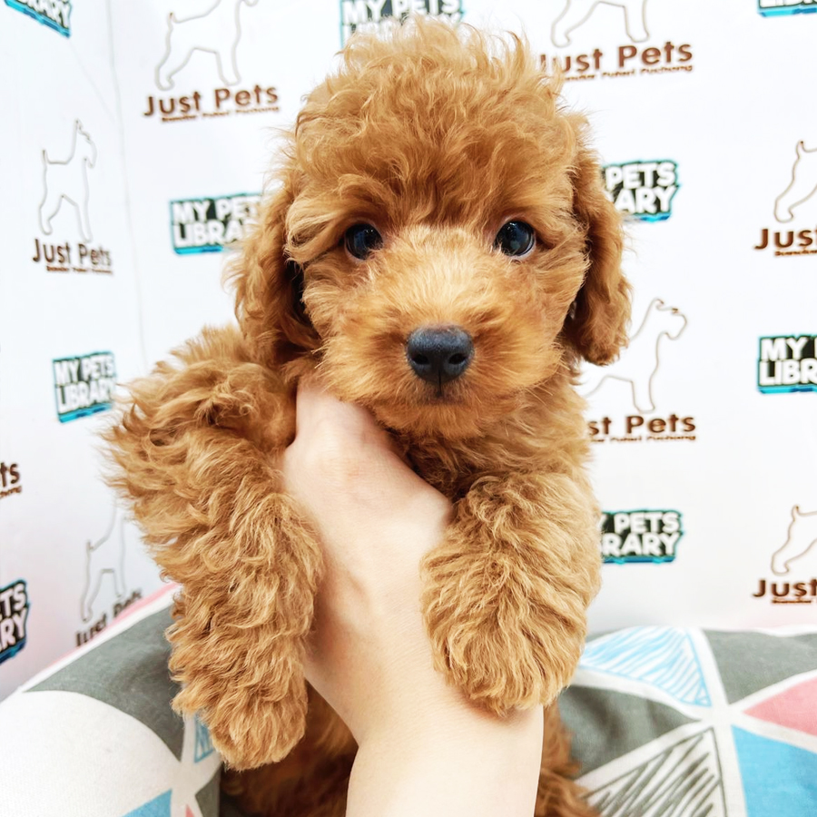 Toy Poodle Puppy (Male) For Sale
