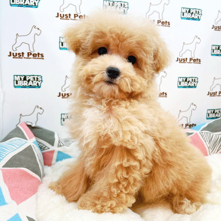 Taiwan Imported Toy Poodle Puppy (Female) For Sale
