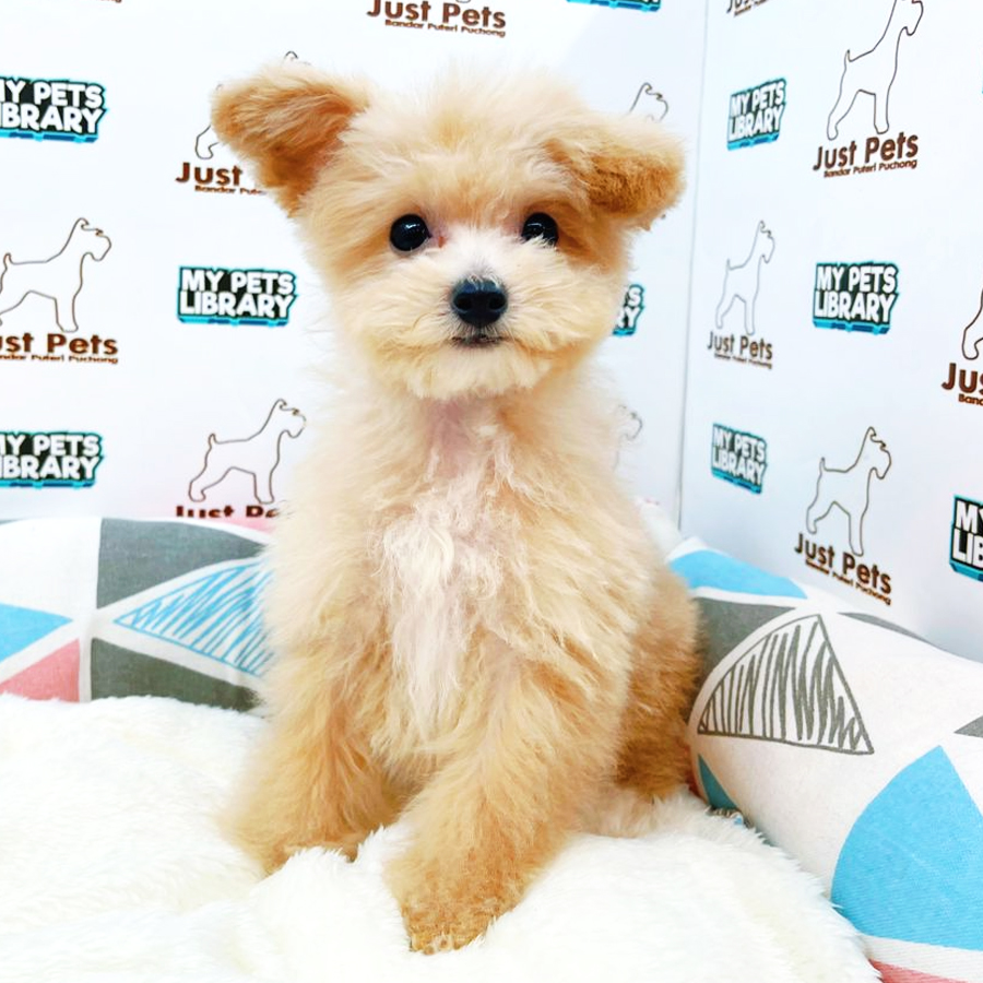 Taiwan Imported Toy Poodle Puppy (Male) For Sale