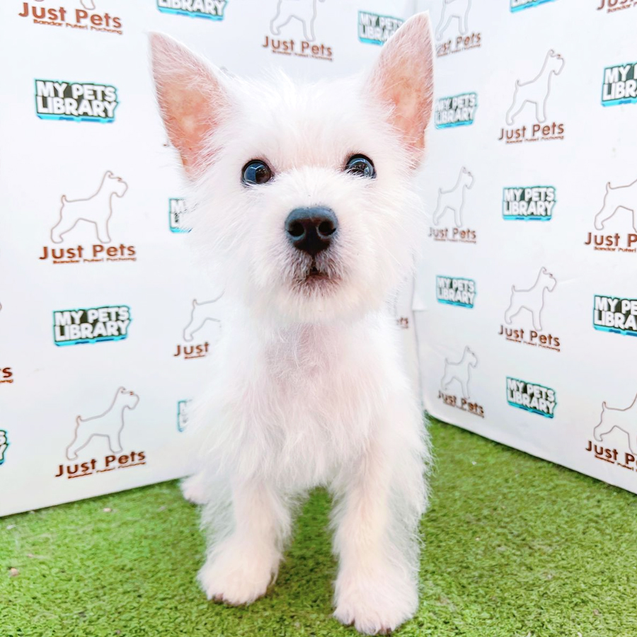 MKA West Highland Terrier Puppy (Male) For Sale