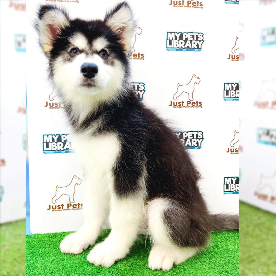 Indonesia Imported Alaskan Malamute Puppy (Female) For Sale