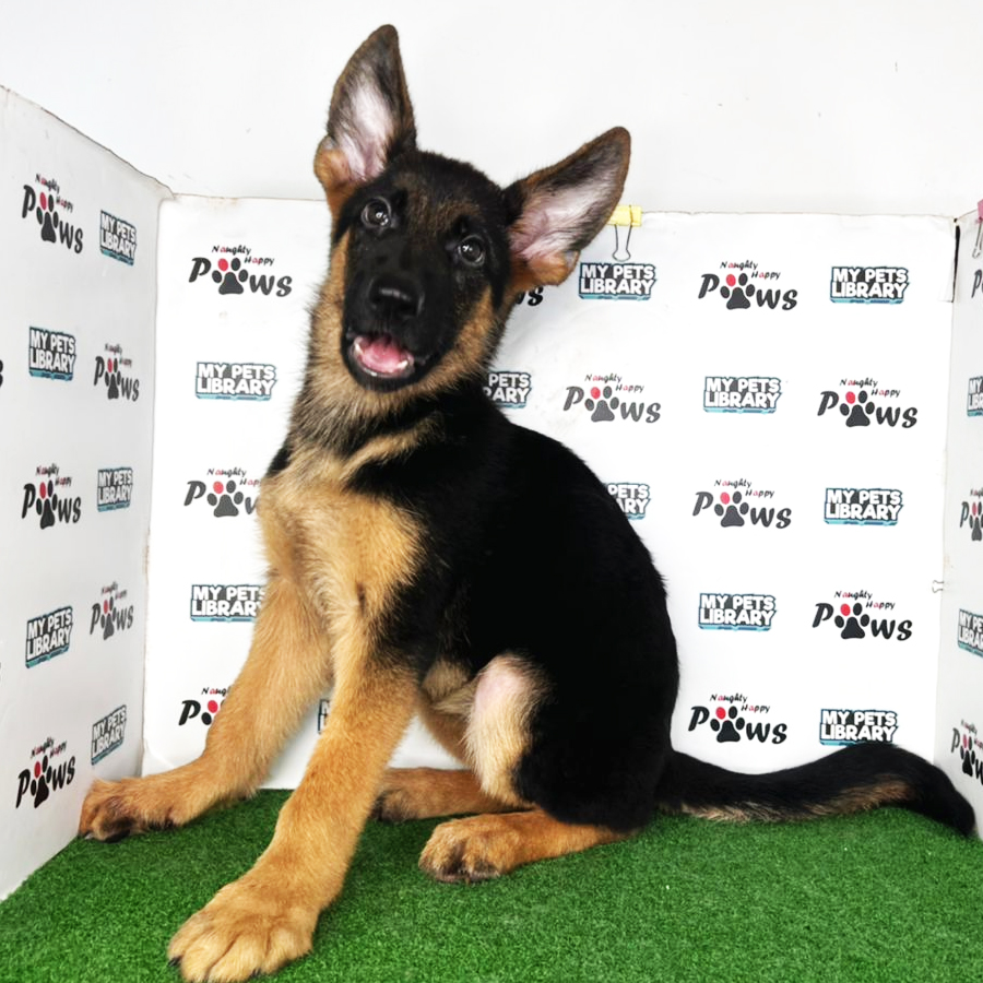 German Shepherd Puppy (Female) For Sale
