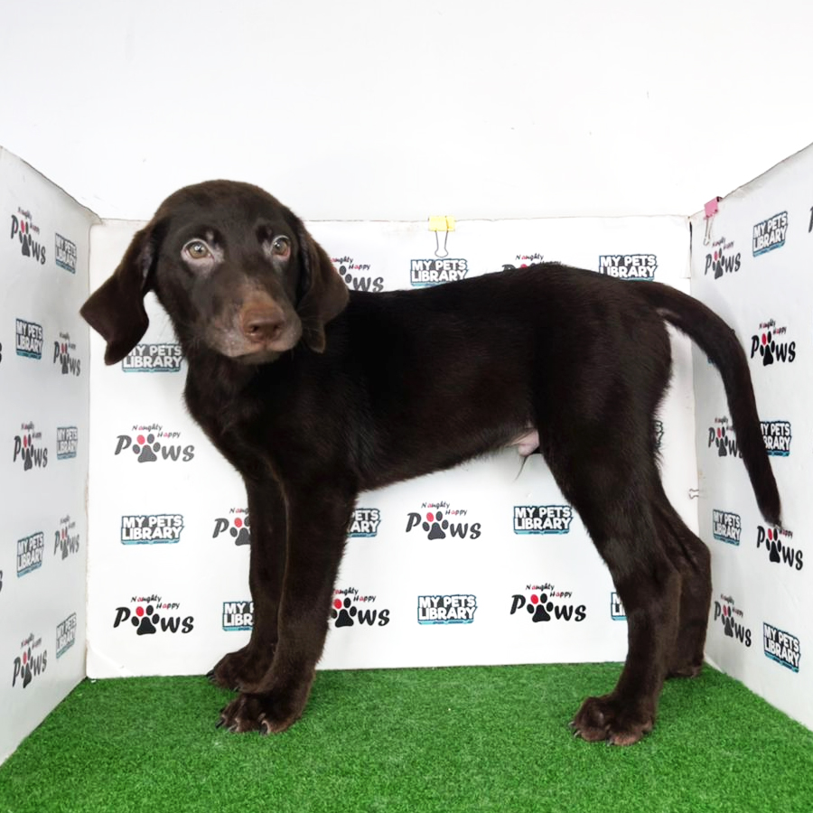 Labrador Retriever Puppy (Male) For Sale