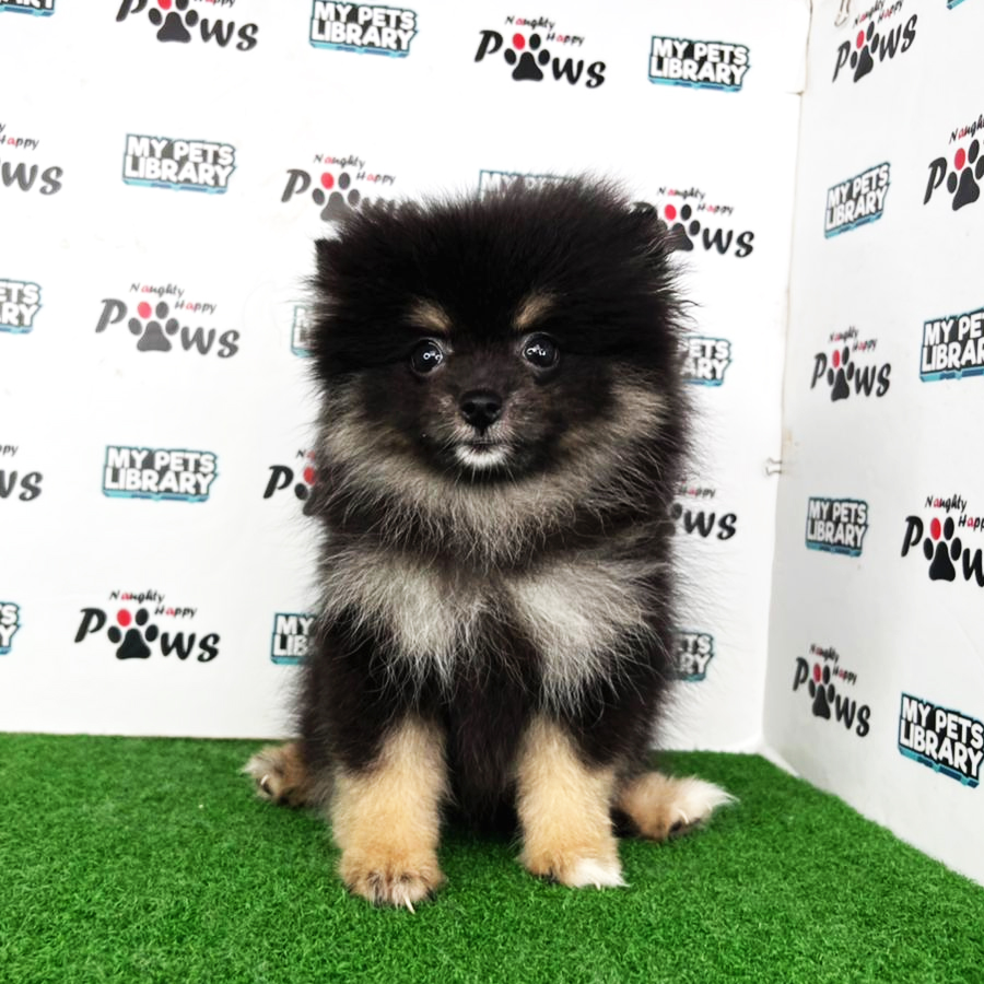 Pomeranian Puppy (Female) For Sale