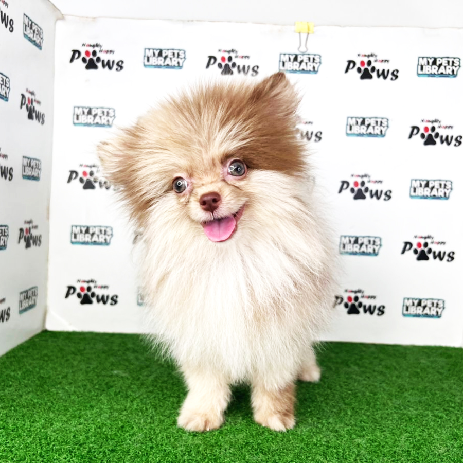 Pomeranian Puppy (Male) For Sale