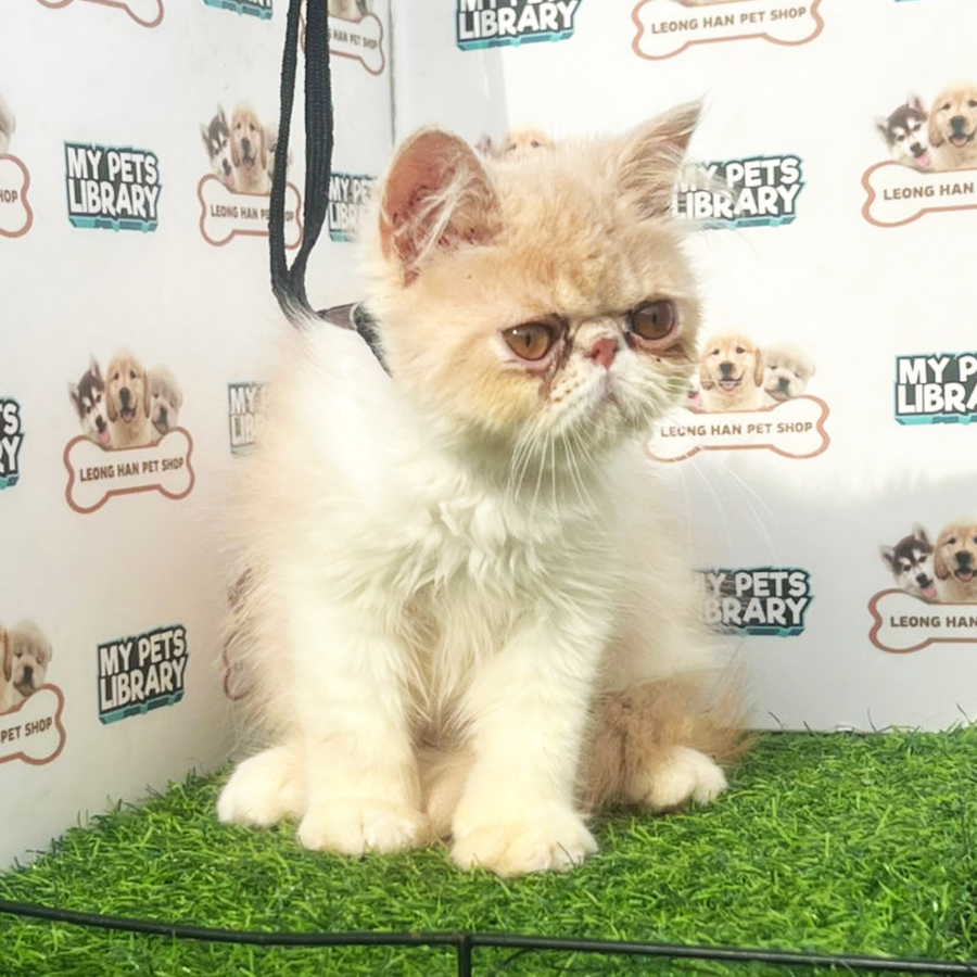 Persian Kitten (Female) For Sale