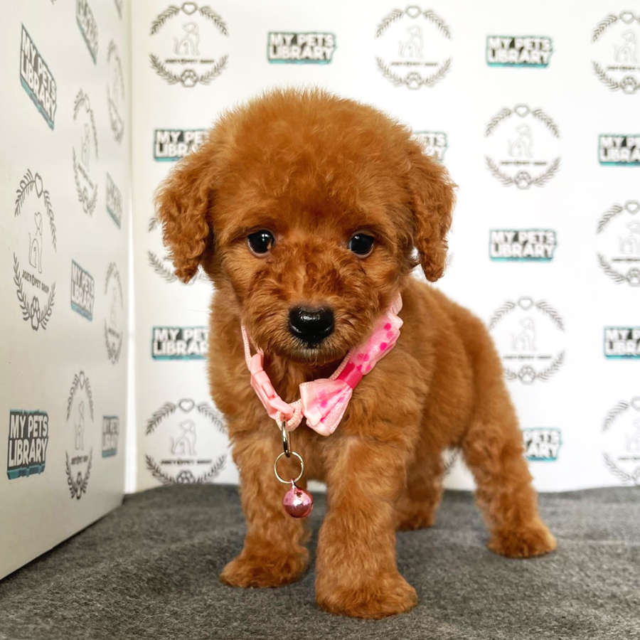 Toy Poodle Puppy (Female) For Sale