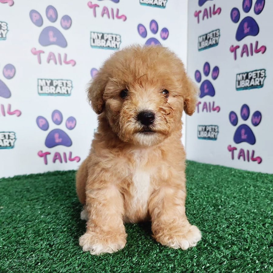 Toy Poodle Puppy (Female) For Sale