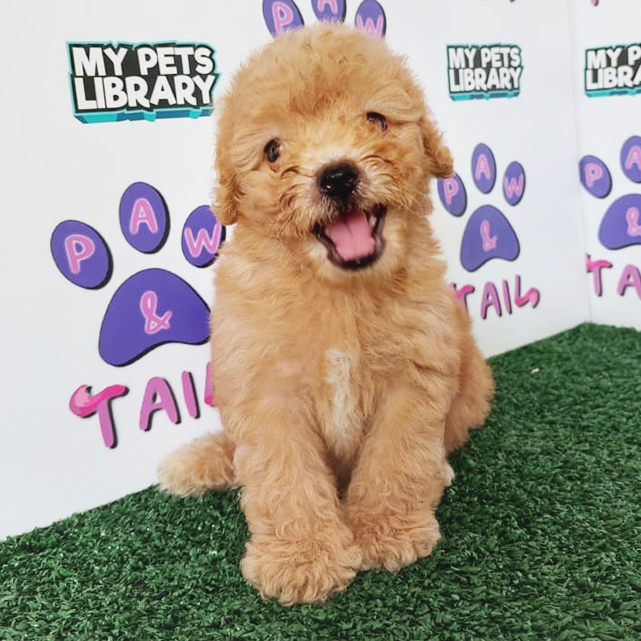 Toy Poodle Puppy (Male) For Sale