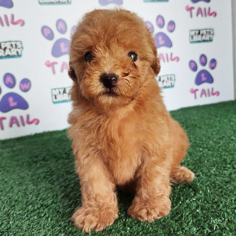 Toy Poodle Puppy (Female) For Sale