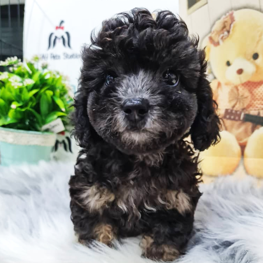 Toy Poodle Puppy (Male) For Sale