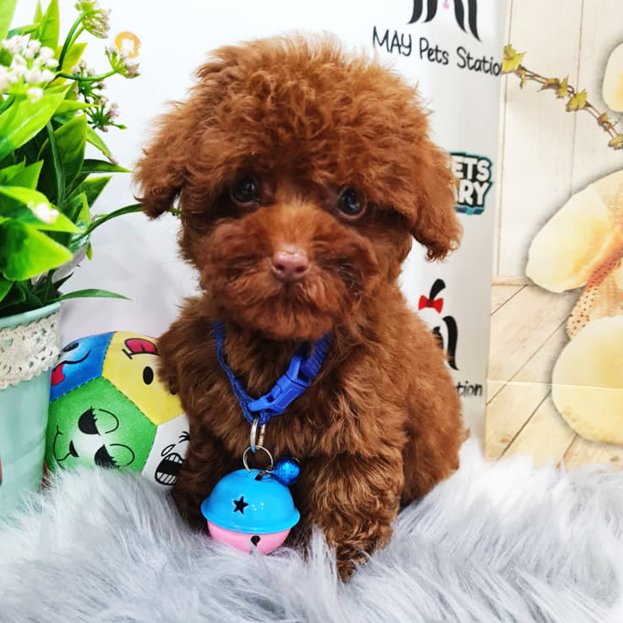 Toy Poodle Puppy (Female) For Sale