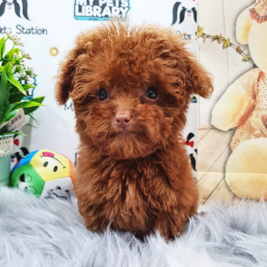 Toy Poodle Puppy (Female) For Sale