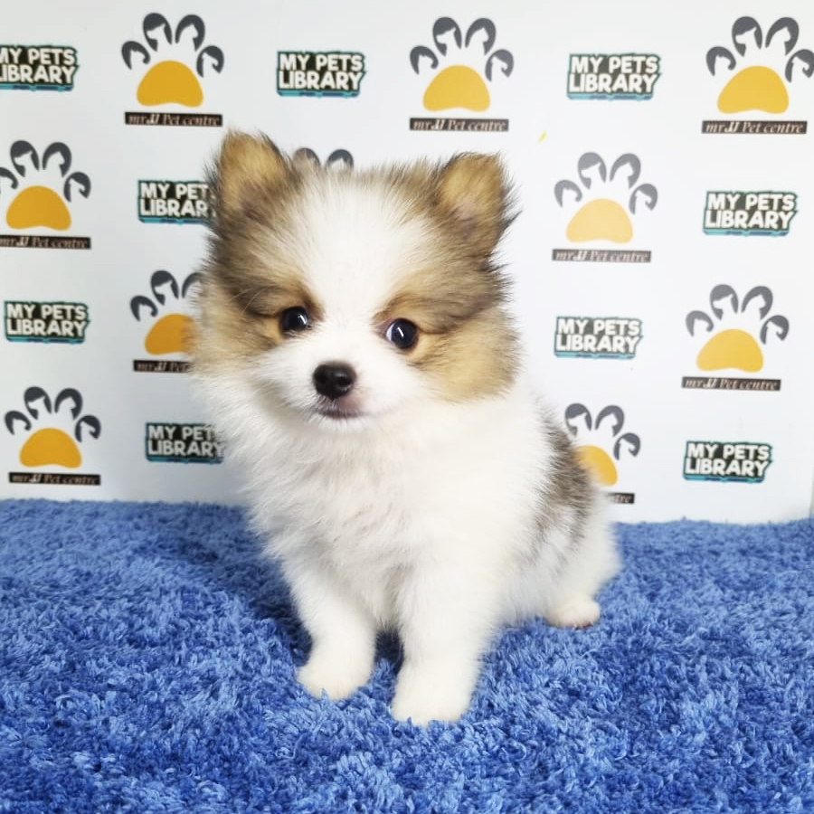 Pomeranian Puppy (Male) For Sale