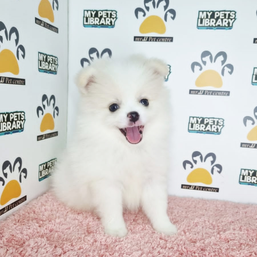Pomeranian Puppy (Female) For Sale