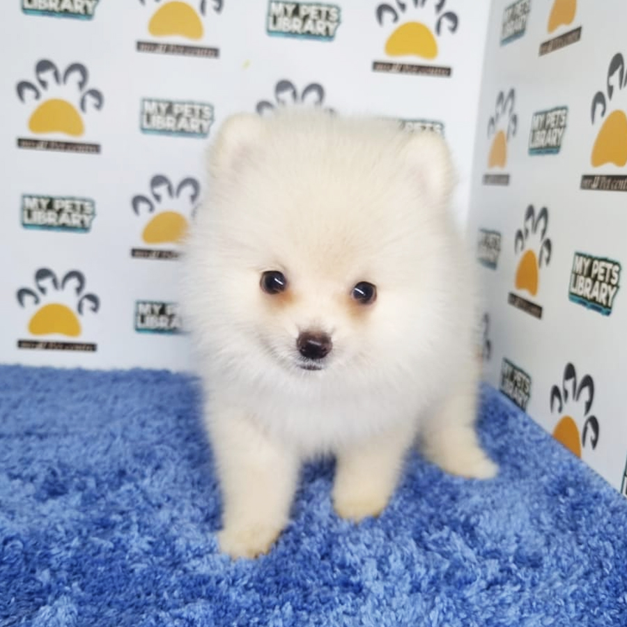Pomeranian Puppy (Male) For Sale