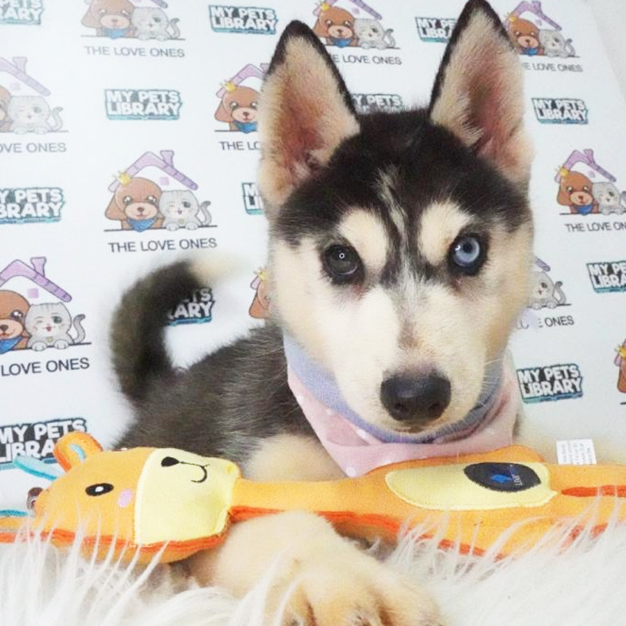 Siberian Husky Puppy (Female) For Sale