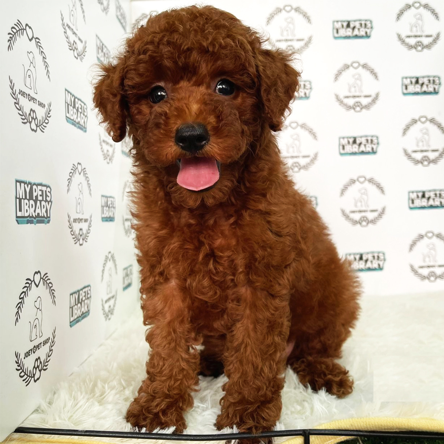 Miniature Poodle Puppy (Male) For Sale