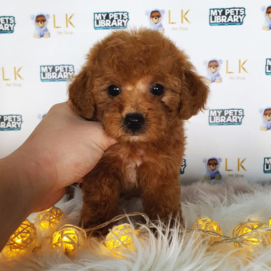 Toy Poodle Puppy (Female) For Sale