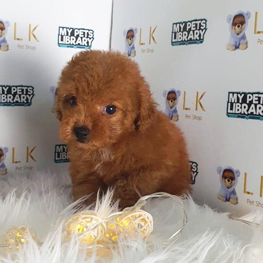 Toy Poodle Puppy (Female) For Sale