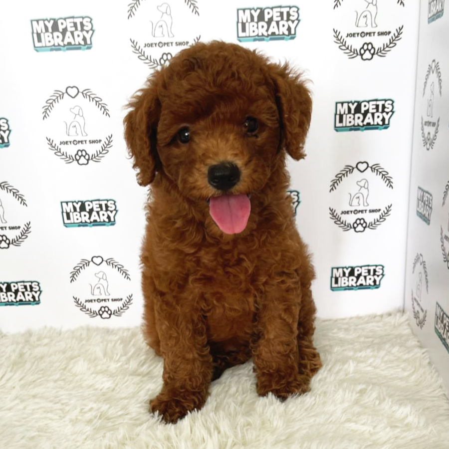 Miniature Poodle Puppy (Male) For Sale