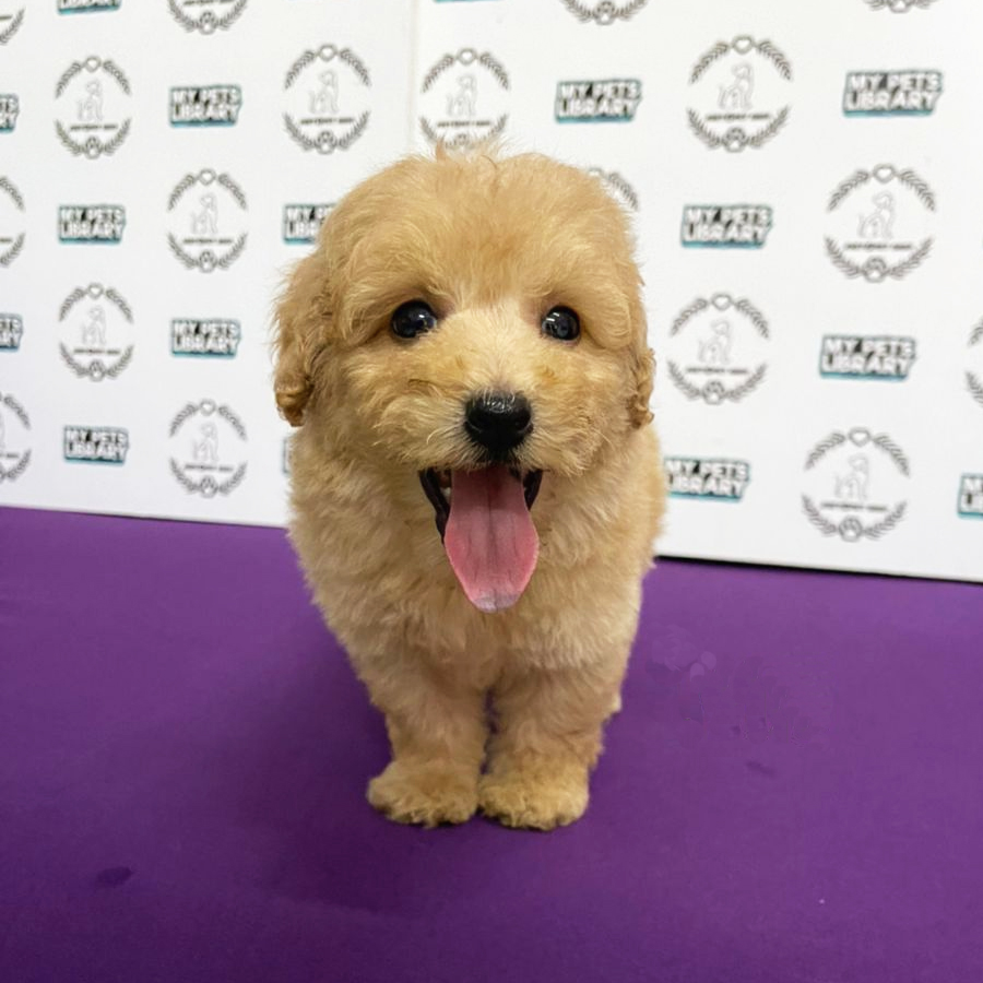 Toy Poodle Puppy (Male) For Sale