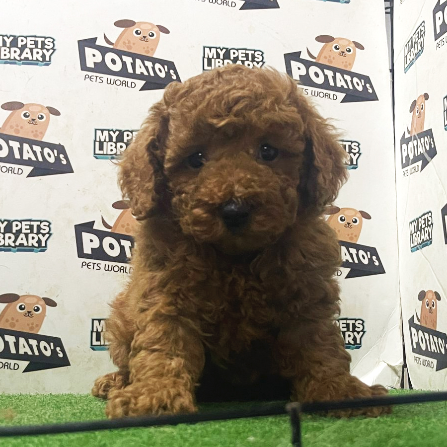 Toy Poodle Puppy (Male) For Sale