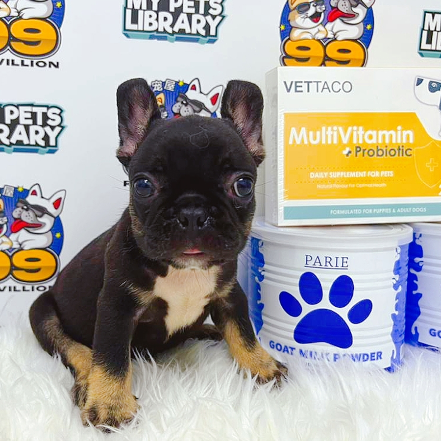 French Bulldog Puppy (Male) For Sale