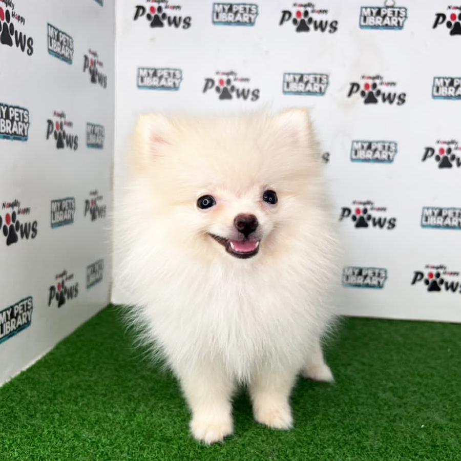 Pomeranian Puppy (Female) For Sale