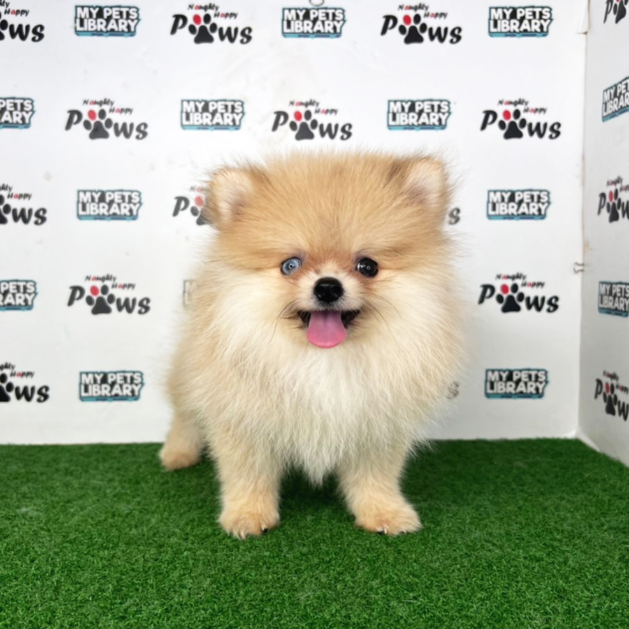 Pomeranian Puppy (Male) For Sale