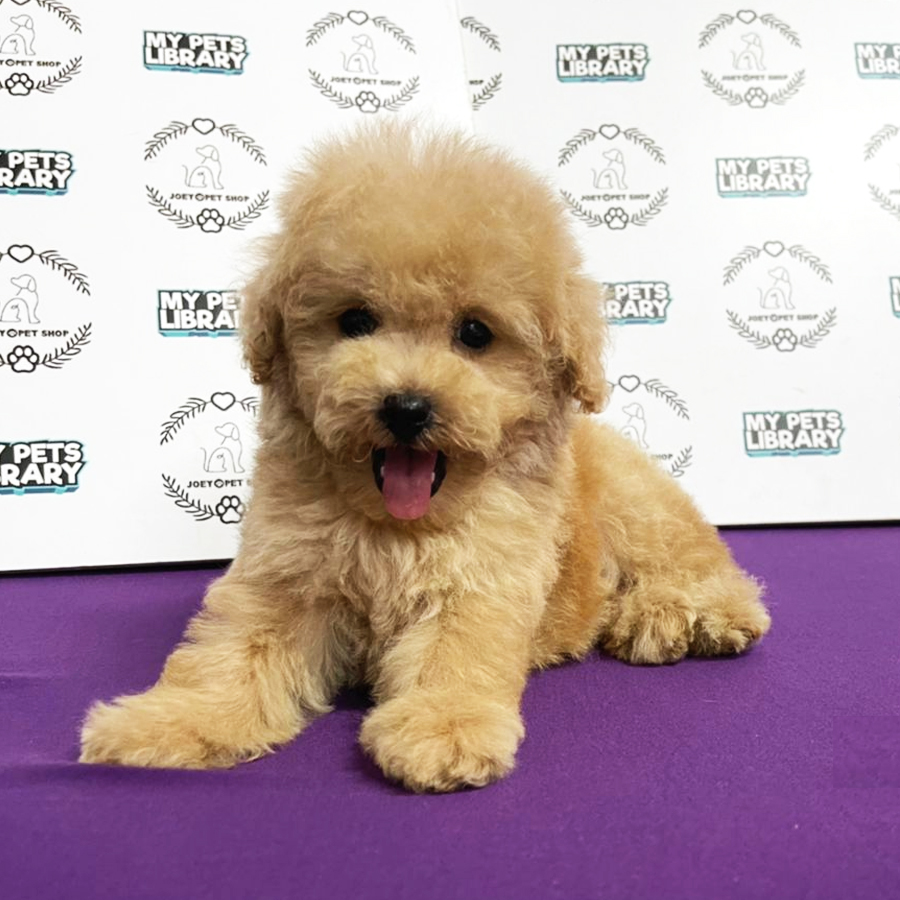 Toy Poodle Puppy (Male) For Sale