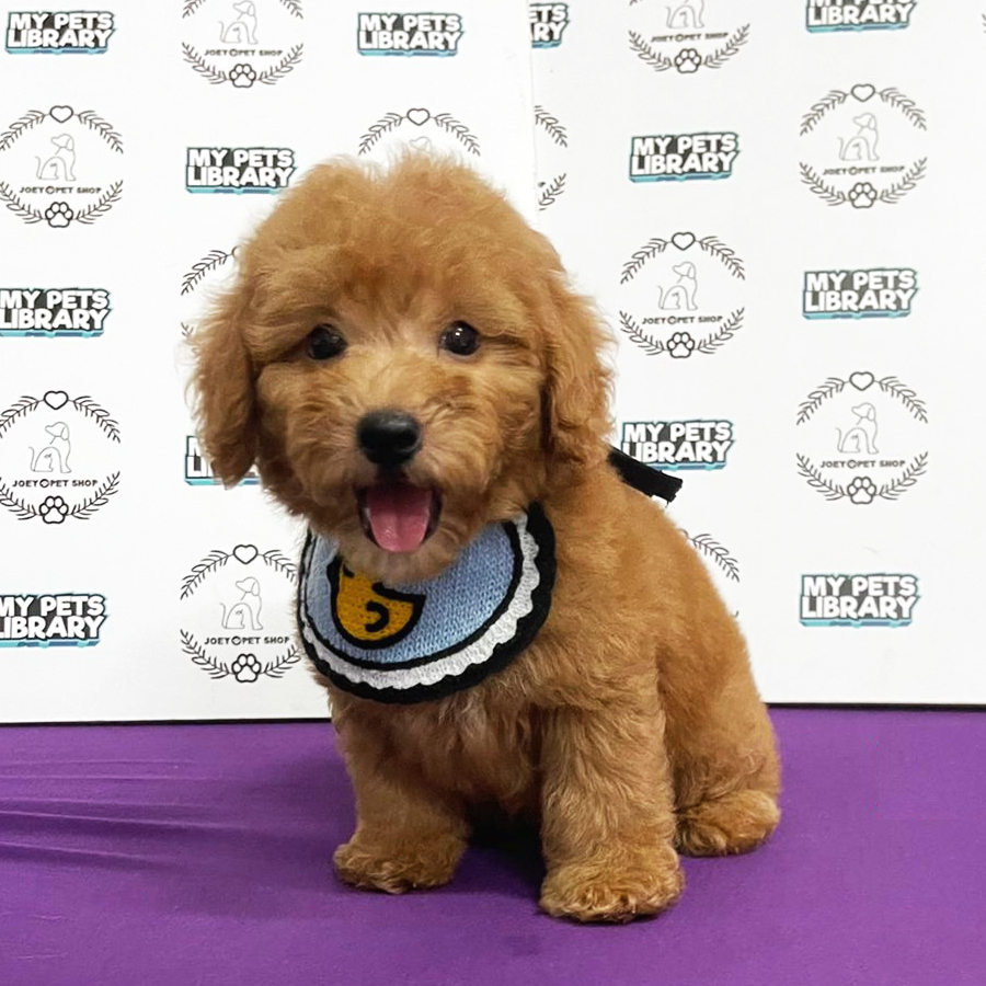 Toy Poodle Puppy (Male) For Sale