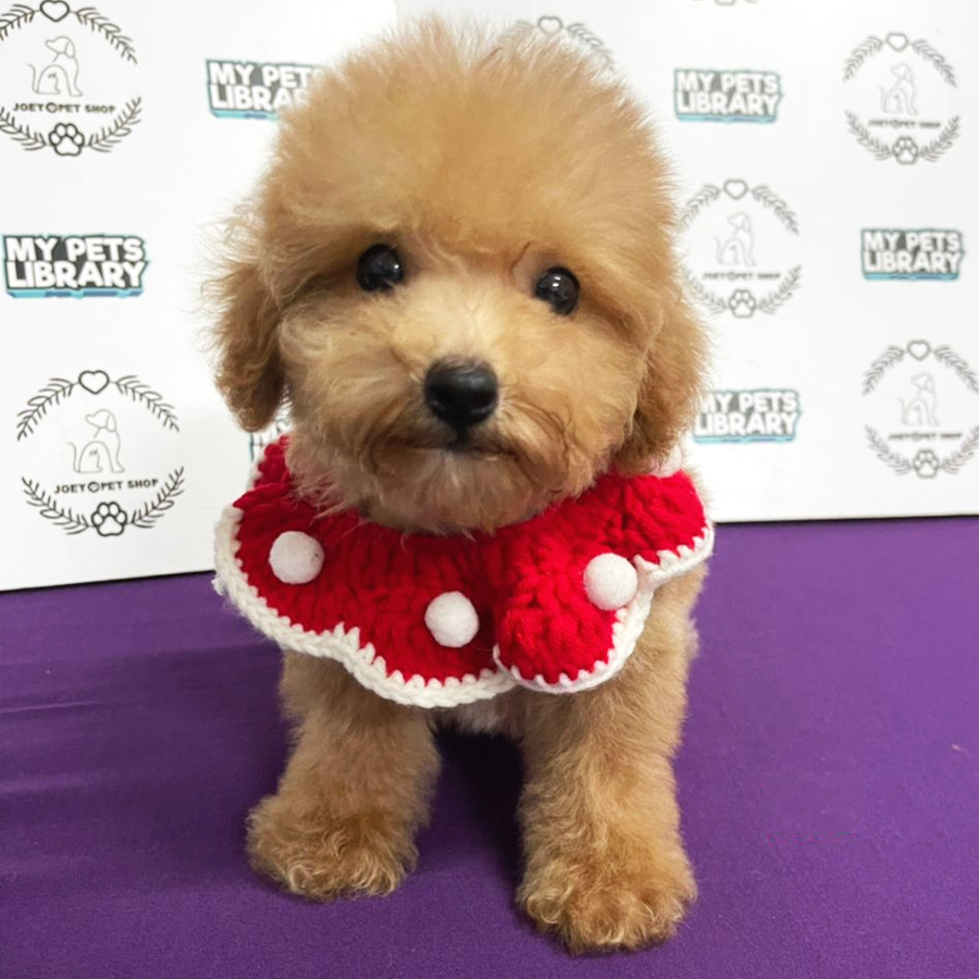 Toy Poodle Puppy (Male) For Sale