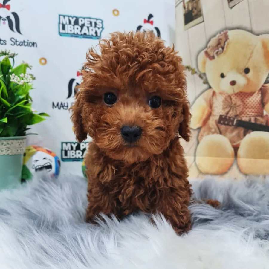 Toy Poodle Puppy (Male) For Sale