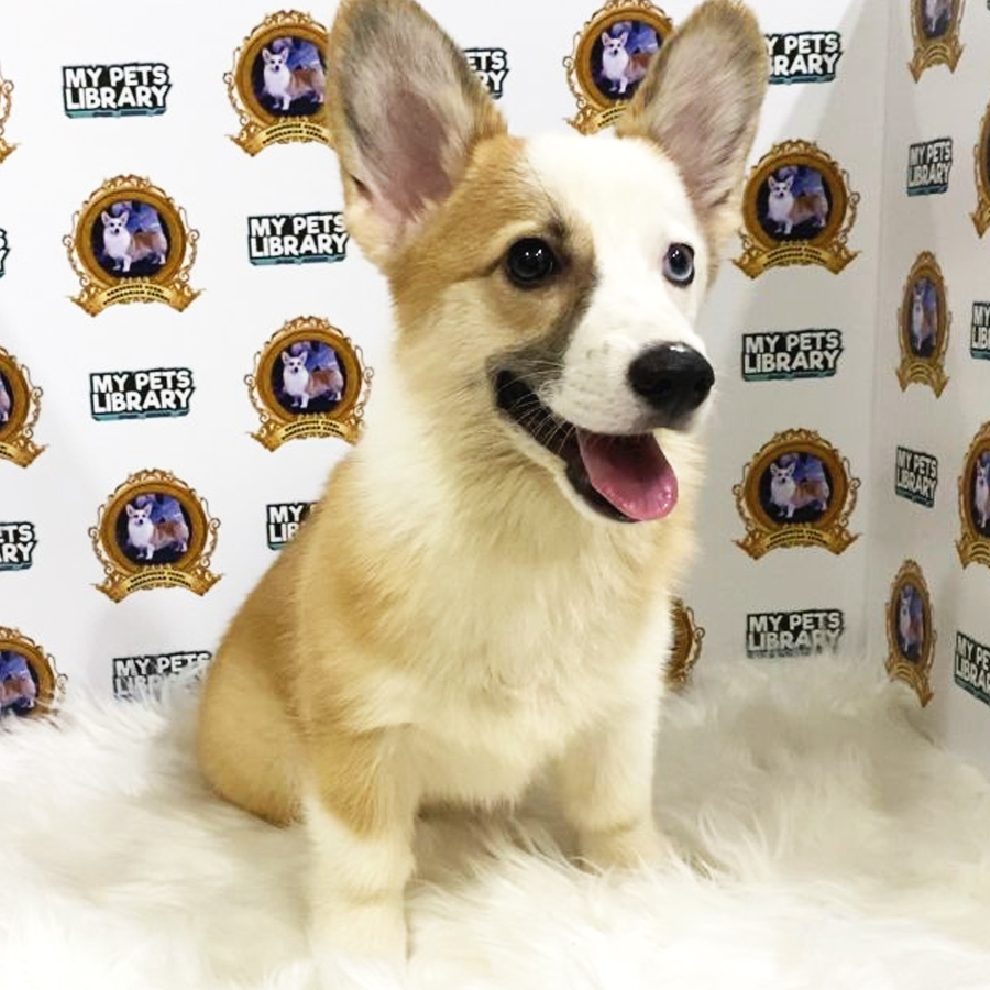 MKA Welsh Corgi Puppy (Female) For Sale