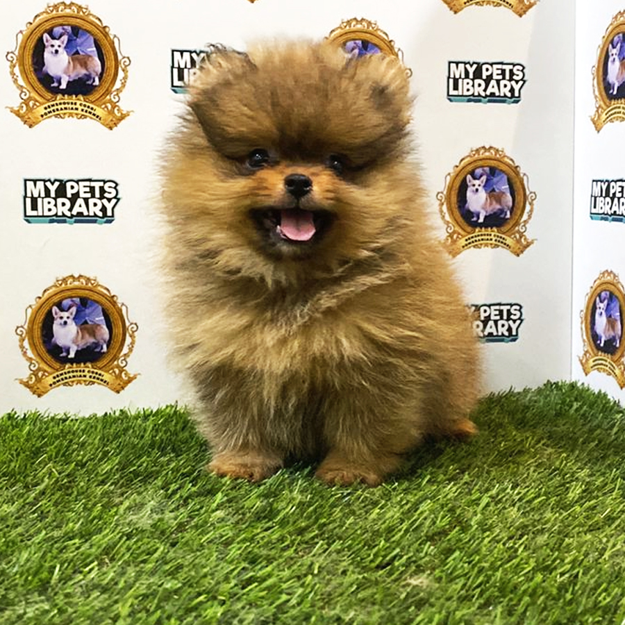 MKA Pomeranian Puppy (Male) For Sale