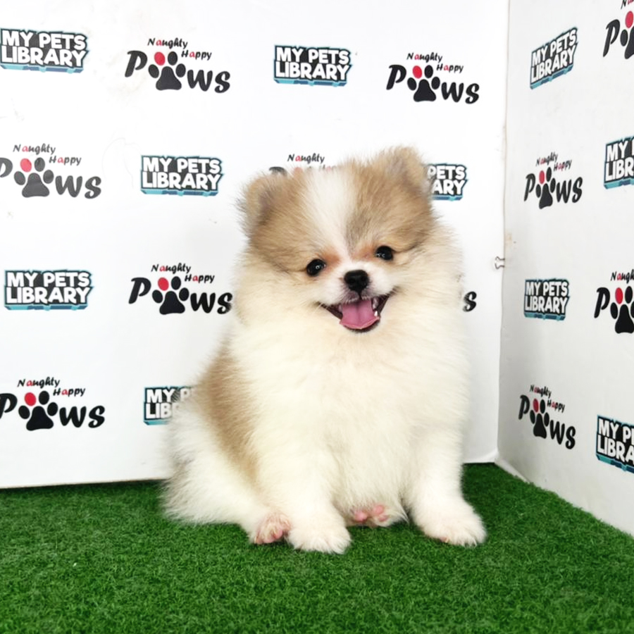 Pomeranian Puppy (Male) For Sale