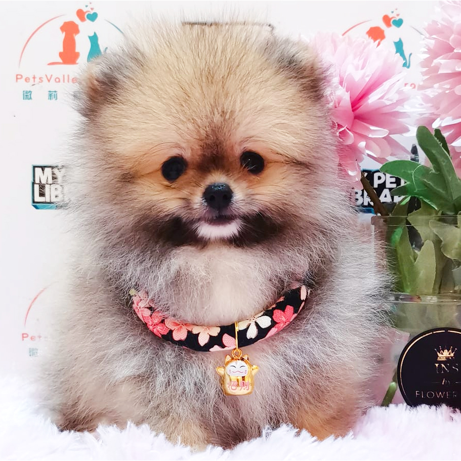 Pomeranian Puppy (Male) For Sale