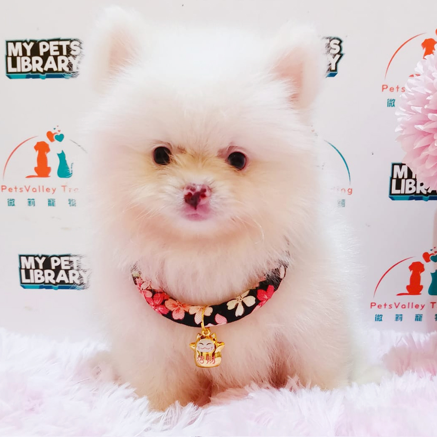 Pomeranian Puppy (Male) For Sale